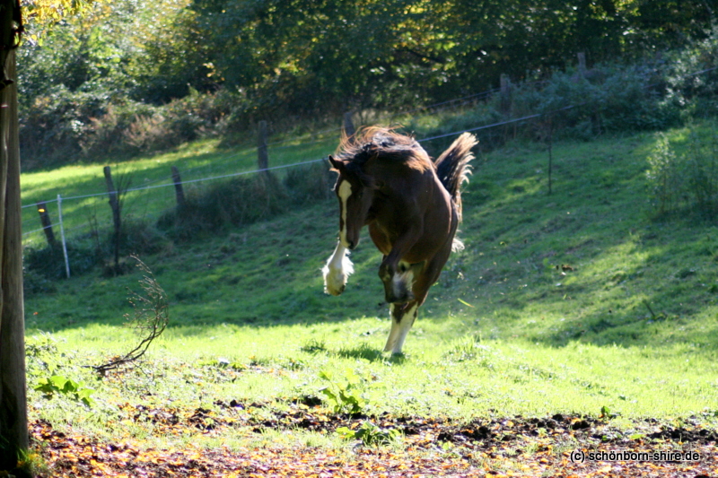 Shire Horse Jährlingshengst "Marieth Mighty Mo"